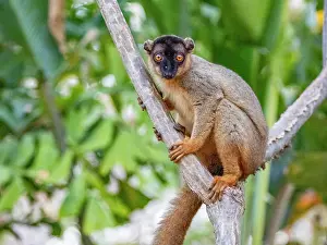 Playful Prints: Common brown lemur resting in a tree at Anjajavy Private Reserve