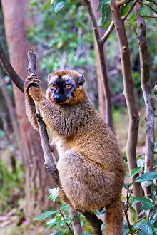 Experiences Prints: Common brown lemur sits on a branch in Andasibe National Park during the day