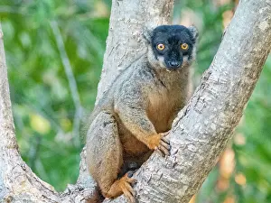 Curious Prints: Common brown lemur sitting on a tree branch in Madagascar during the day observing its surroundings
