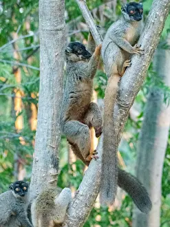 Endangered Prints: Common brown lemurs engage in activity high in a tree at a reserve in Madagascar during daylight hours