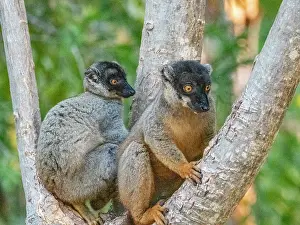 Endangered Prints: Common brown lemurs rest on a tree branch in Madagascar during the late afternoon