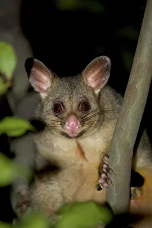 Marsupial Prints: Common brushtail possum (Trichosurus vulpecula), Pebbly Beach, Marramarang National Park