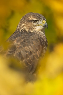 Common buzzard (Buteo buteo), among the autumn foliage, United Kingdom, Europe