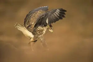 Spread Wings Prints: Common buzzard (Buteo buteo), flapping wings on the ground, United Kingdom, Europe