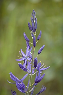 Purple Flowers Prints: Common Camas (Camassia quamash), near Nanaimo, British Columbia, Canada, North America