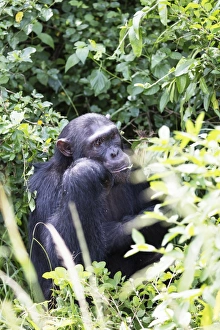 Uganda Prints: Common Chimpanzee (Pan troglodytes), Kyambura Gorge, Queen Elizabeth National Park