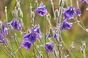 Petal Prints: The Common Columbine (Aquilegia vulgaris) in flower on heathland in summer
