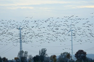 Images Dated 1st November 2009: Common cranes (Eurasian cranes) (Grus grus) and pink footed geese (Anser brachyrhyncus)