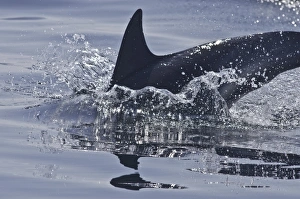 Common dolphin (Delphinus delphis), Sound of Mull, Inner Hebrides, Scotland, United Kingdom, Europe