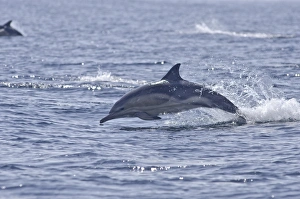 Leaping Prints: Common dolphin (Delphinus delphis)