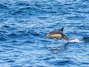Watch Prints: Common dolphin leaps in the ocean off the coast of California during a sunny day