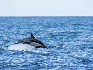 Freedom Prints: Common dolphin leaps in the ocean off Newport Beach