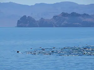 Oceanic Prints: Common dolphins surface in clear waters near Isla Danzante in Baja California Sur