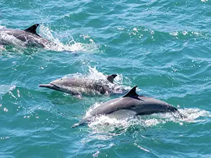 Oceanic Prints: Common dolphins surfacing near Isla Danzante in Baja California Sur