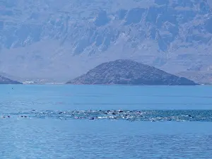 Surfacing Prints: Common dolphins surfacing near Isla Danzante in Baja California Sur, Mexico on a clear day