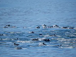 Oceanic Prints: Common dolphins surfacing in the waters near Isla Danzante in Baja California Sur