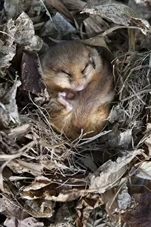 Images Dated 12th October 2009: Common dormouse (Muscardinus avellanarius), torpid, in captive breeding programme
