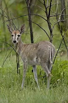 Common Duiker or Grey Duiker (Sylvicapra grimmia), Kruger National Park