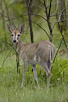 Images Dated 16th November 2007: Common Duiker or Grey Duiker (Sylvicapra grimmia), Kruger National Park