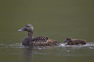 Duck Prints: Common Eider (Somateria mollissima) female and chick, Iceland, Polar Regions