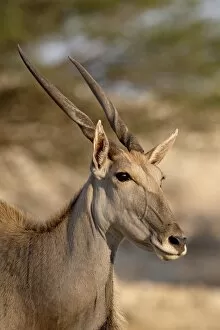 Common eland (Taurotragus oryx), Kgalagadi Transfrontier Park, encompassing the former Kalahari Gemsbok National Park