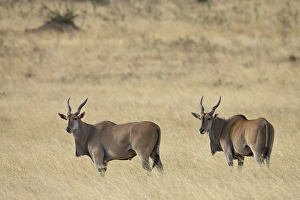 Images Dated 16th October 2006: Common eland (Taurotragus oryx), Masai Mara National Reserve, Kenya, East Africa, Africa