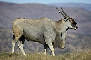 Male Animal Prints: Common eland (Taurotragus oryx) buck, Mountain Zebra National Park, South Africa, Africa