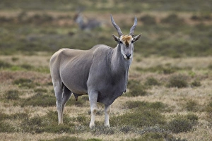 Addo Elephant National Park Gallery: Common eland (Taurotragus oryx) male, Addo Elephant National Park, South Africa, Africa
