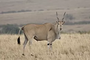 Common eland (Taurotragus oryx) with red-billed oxpecker (Buphagus erythrorhynchus)