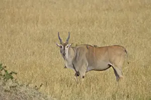 Co Operation Prints: Common eland (Taurotragus oryx) with red-billed oxpecker (Buphagus erythrorhynchus)