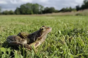 Frog Prints: Common frog or grass frog (Rana temporaria) in damp meadow, Wiltshire, England