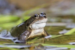 Frog Prints: Common frog (Rana temporaria), Northumberland, England, United Kingdom, Europe