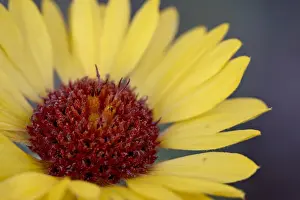Common gaillardia (great blanketflower) (blanketflower) (brown-eyed Susan)