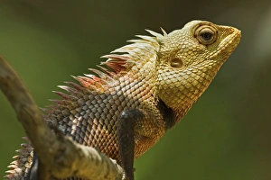 Part Of Prints: Common Garden Lizard (Calotes versicolor)