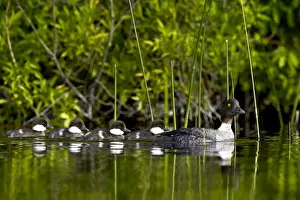 Water Bird Prints: Common goldeneye (Bucephala clangula) female swimming with four chicks, Lac Le Jeune