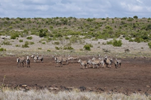 Images Dated 6th December 2009: Common and Grevys Zebras (Equus quagga) (Equus grevyi), Loisaba Wilderness Conservancy
