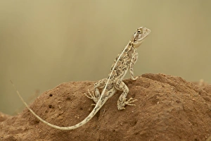 Images Dated 15th February 2005: Common ground agama (Agama aculeata), Samburu National Reserve, Kenya, East Africa