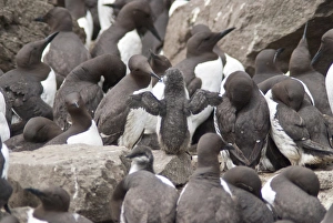 Guillemot Prints: Common guillemot (Uria aalge), Isle of Lunga