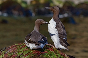 Shorebirds Prints: Common guillemots (Uria aalge), along the northern coast of Norway