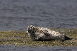 One Animal Only Prints: Common (harbour) seal