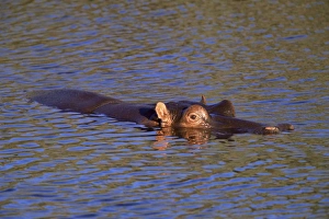 One Animal Only Prints: Common hippopotamus (Hippopotamus amphibius)