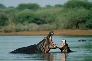 Images Dated 9th August 2008: Common hippopotamuses (hippos)