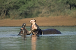 Washin G Prints: Common hippos