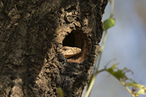 Reptilia Prints: Common Indian monitor lizard (Varanus bengalensis)