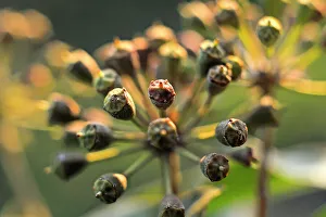 Garden Design Prints: Common ivy fruit umbels (Hedera helix), France, Europe