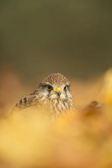 Common kestrel (Falco tinnunculus), among autumn foliage, United Kingdom, Europe