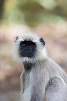 Common langur