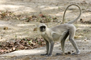 One Animal Only Prints: Common langur