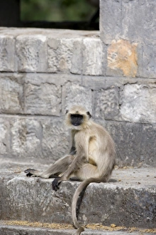 Common langur (Presbytis entellus)