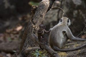 Bandhavgarh Prints: Common langur (Presbytis entellus) with her baby